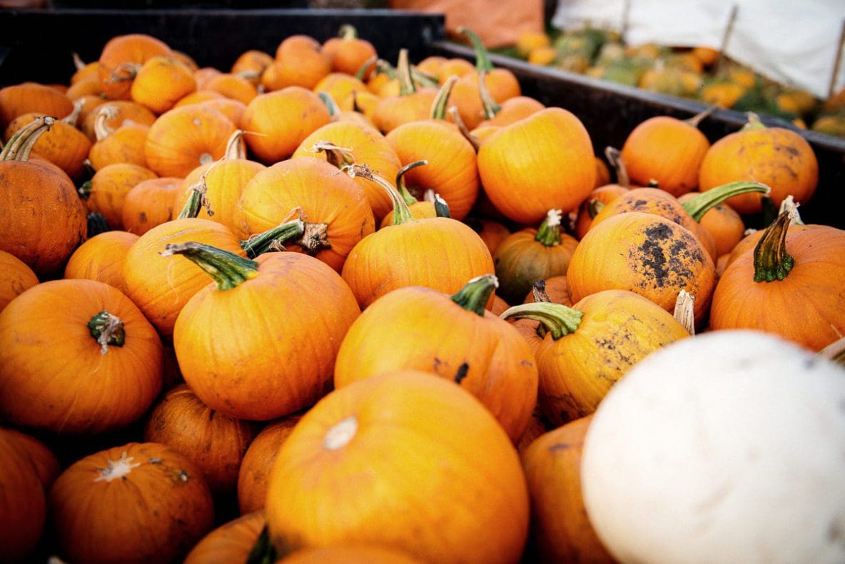 How to keep your Pumpkins happy from now until Halloween! Kraay