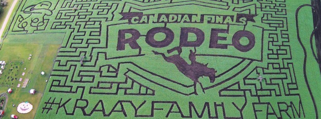 lacombe corn maze alberta kraay family farm
