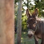 Donkey at Kraay