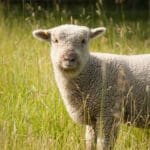 Sheep at Kraay Family Farm