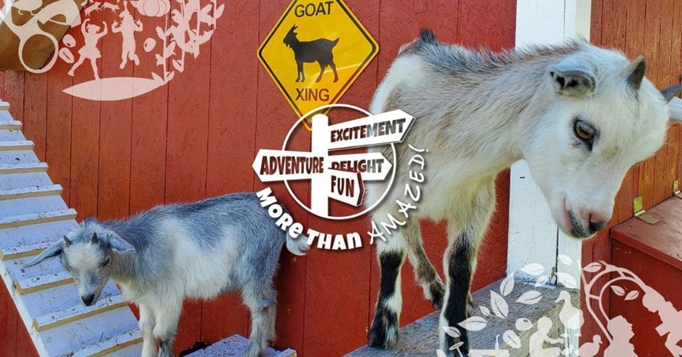 Pricing and Admission, Buy Online and Save | Kraay Family Farm